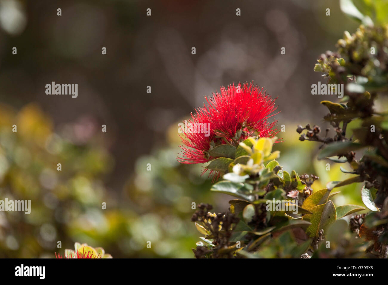 Ohia lehua blossom hires stock photography and images Alamy